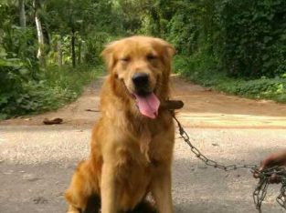 Golden Retriever male dog for crossing.