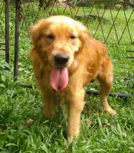 Golden Retriever male dog for crossing. | pattaadz