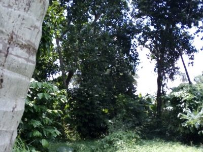 Super Land for sale in Kandy