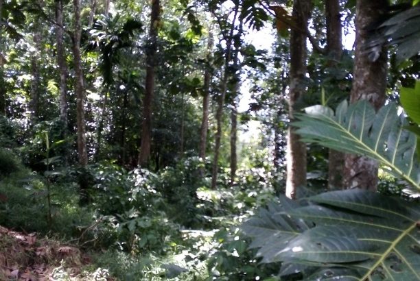 Super Land for sale in Kandy
