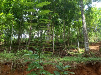 Land for sale in Ethgala, Gampola