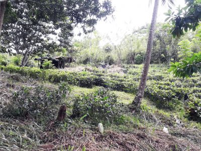 Land for Sale in Gampola, Athgala