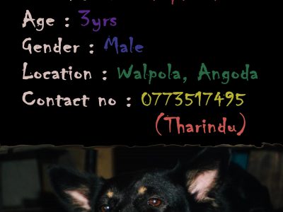 Looking for female dog for crossing