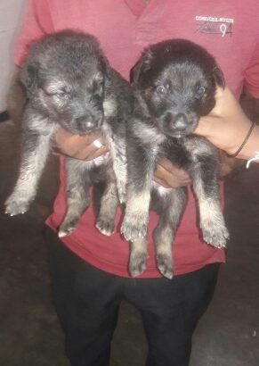 lionshephered puppies for sale
