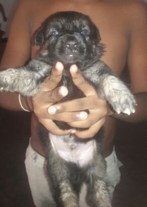 lionshephered puppies for sale