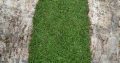 Malaysian Australian carpet Grass