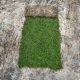 Malaysian Australian carpet Grass