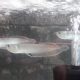 arowana fish 7,8 inch sizelocation wattalacall me for details