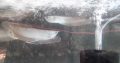 arowana fish 7,8 inch sizelocation wattalacall me for details