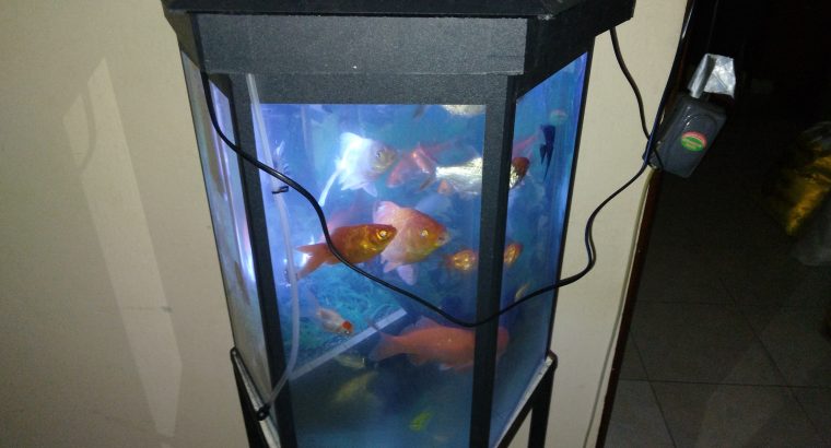 Fish with tanks.