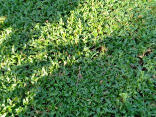 Malaysian carpet Grass