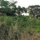 Land For Sale Sigiriya සිගිරිය පෙනෙන අගනා ඉඩම විකිණීමට