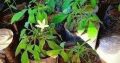 Binkohomba(Worm Wood) Plant For Sale
