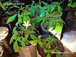 Binkohomba Plants(Worm wood) For Sale
