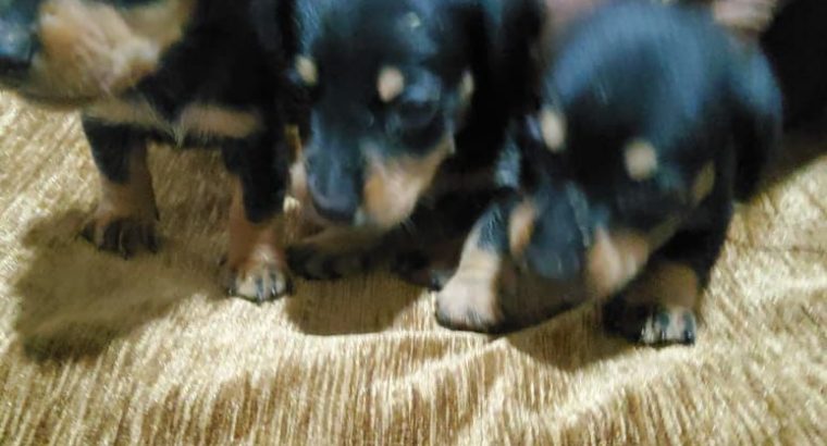 Dashaund puppies
