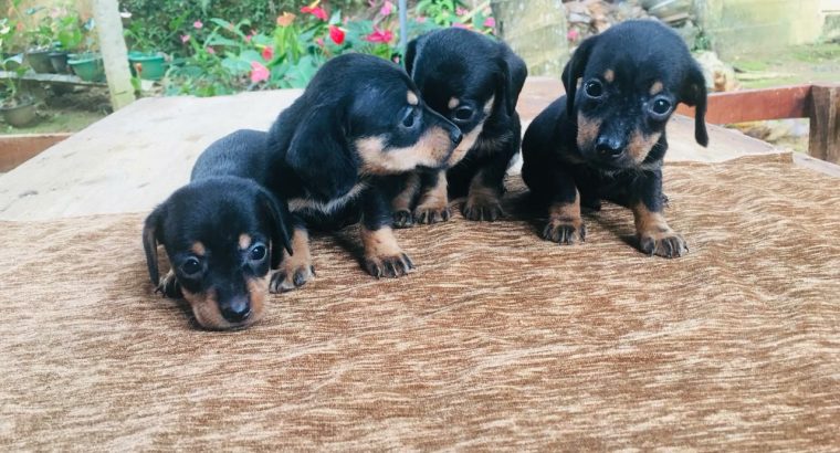 Dashaund puppies for sell
