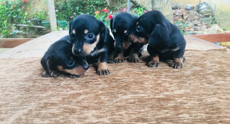 Dashaund puppies for sell