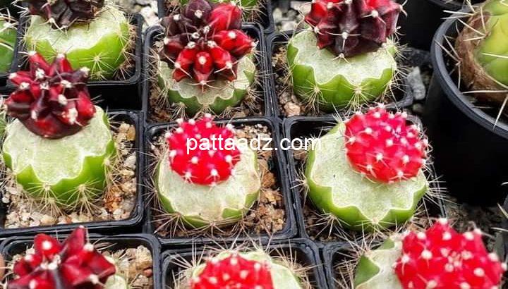 Cactus & succulent plants Retail or Bulk