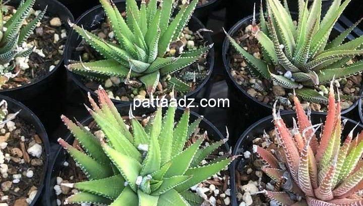 Cactus & succulent plants Retail or Bulk