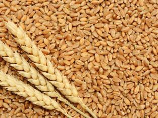 Wheat (WEE)