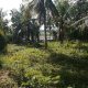 Coconut land