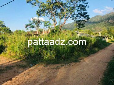 Land for immediate sale in Dambulla area