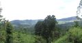 very beautiful tea land for sale in kandy, Galaha