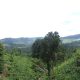 very beautiful tea land for sale in kandy, Galaha